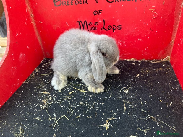 Mini Lop rabbits - Advert 16