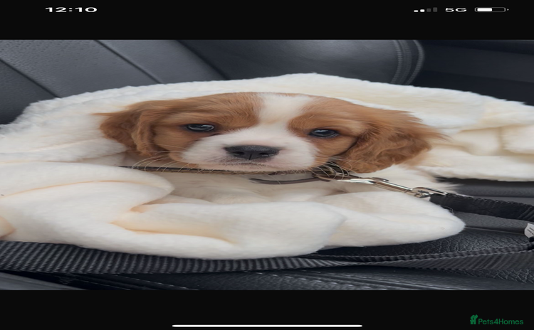 Cavalier King Charles Spaniel dogs Cavalier King Charles pups - Advert 10