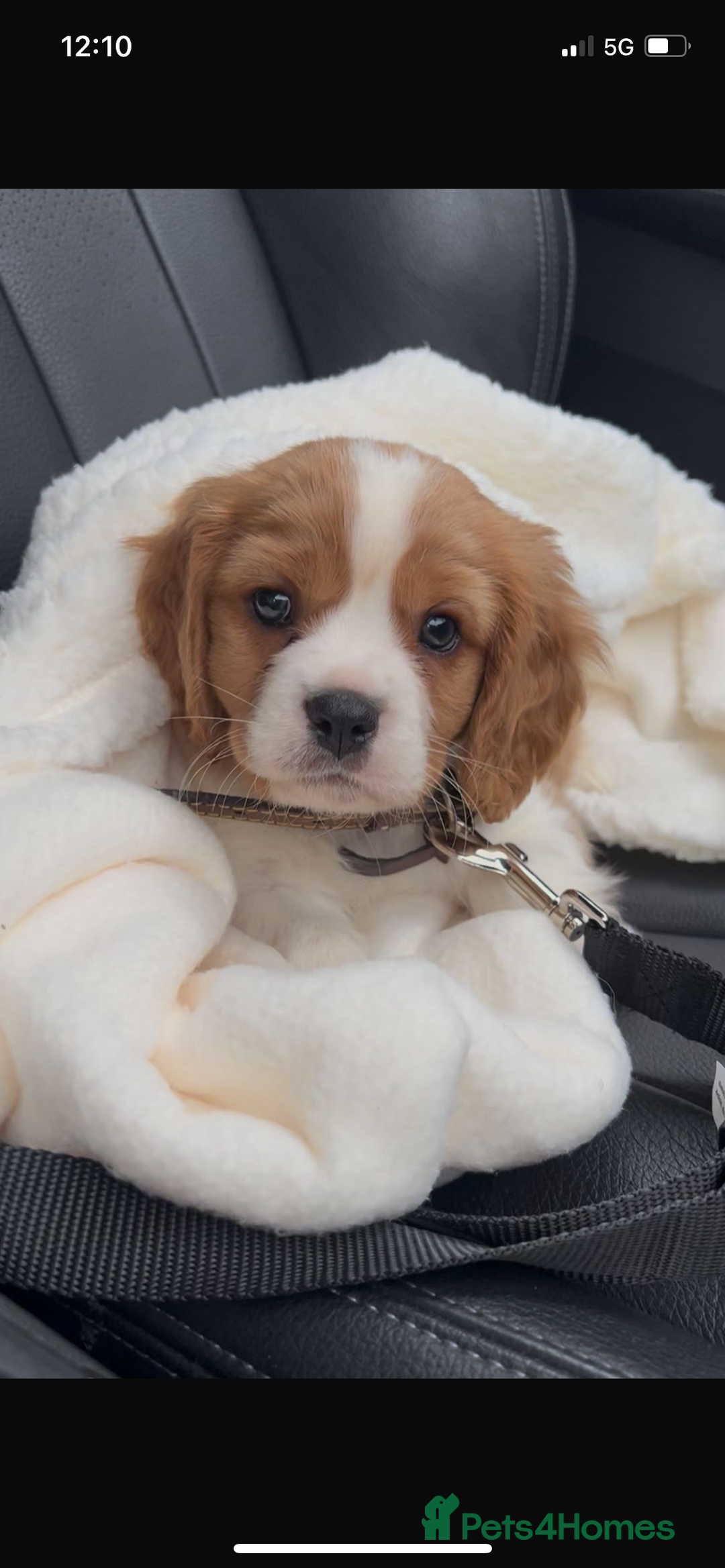 Cavalier King Charles Spaniel dogs for sale: Cavalier King Charles pups - Advert 3