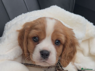 Cavalier King Charles Spaniel dogs Cavalier King Charles pups - Advert 4