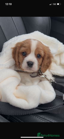 Cavalier King Charles Spaniel dogs Cavalier King Charles pups - Advert 10