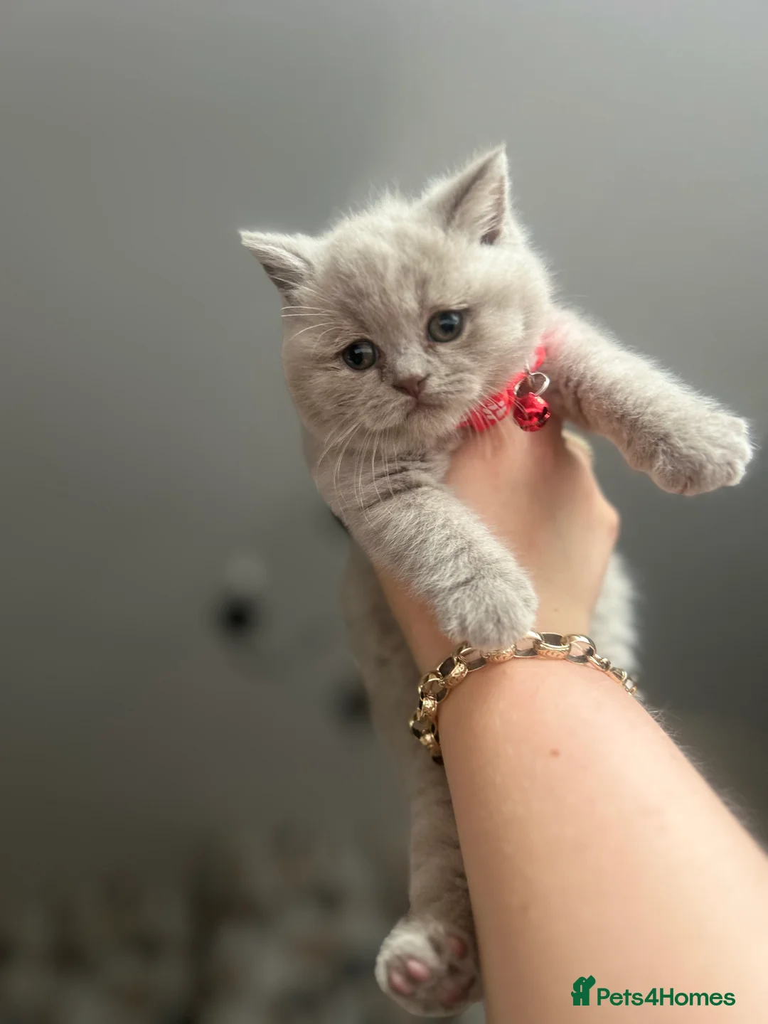 British Shorthair cats for sale: Lilac British Shorthair Kittens.  in Leicester - Advert 2