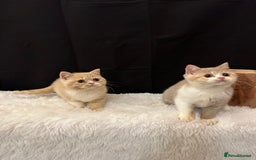British Shorthair cats for sale: 💗 Gorgeous Full Pedigree BSH Trusted Breeder 💗 - Image 8