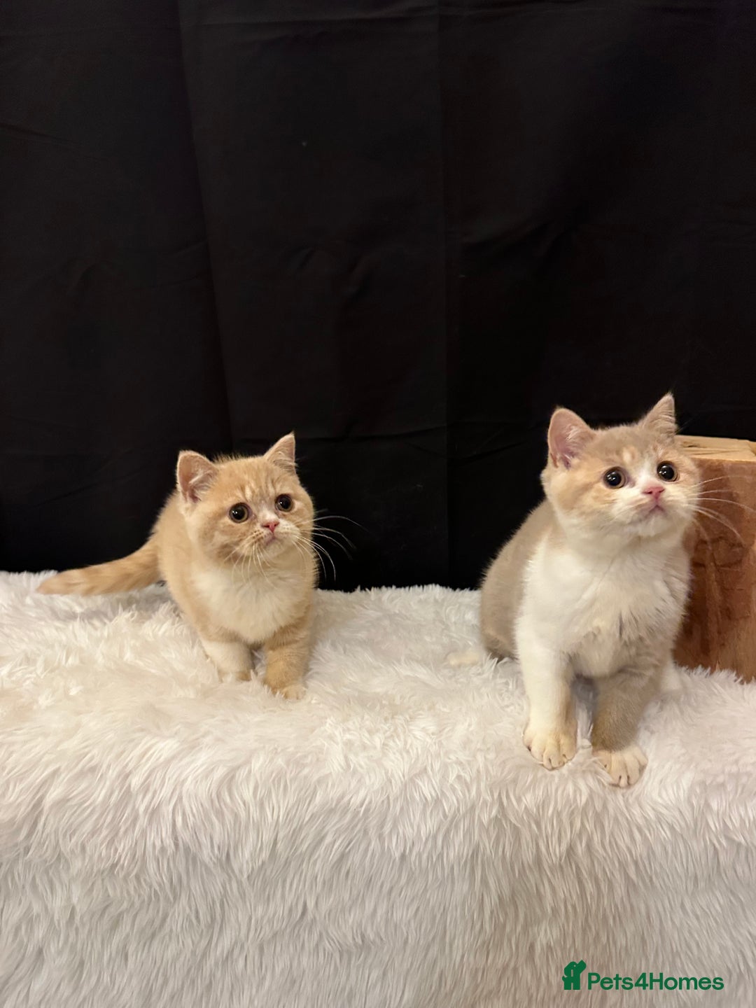 British Shorthair cats for sale: 💗 Gorgeous Full Pedigree BSH Trusted Breeder 💗 - Image 8