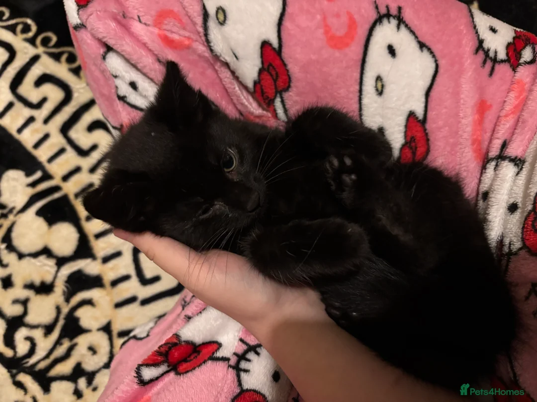 Mixed Breed cats for sale: Playful Loving Kittens Looking For Forever Homes - Advert 4