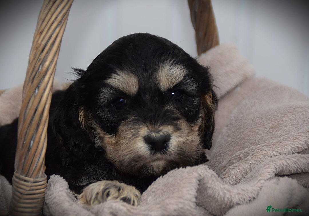 Cockapoo dogs for sale: American cockapoos (yankydoodles)  - Advert 29