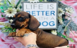 Miniature Dachshund dogs for sale: Wow what a stunning litter - Image 10