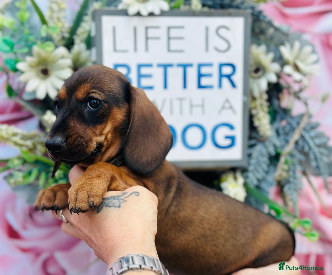 Miniature Dachshund dogs for sale: Wow what a stunning litter - Image 10