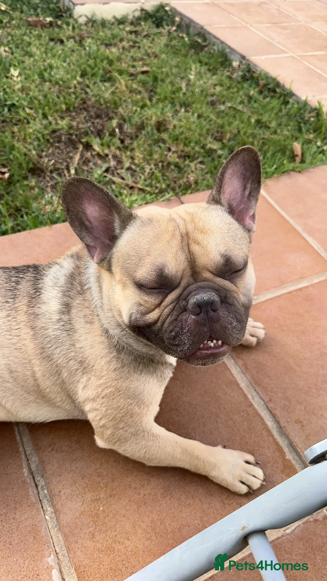 French Bulldog dogs for sale: Male French bulldog - Advert 5