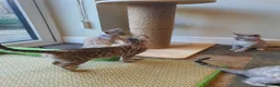 Bengal cats for sale: 🐆💕Very Beautiful Tica Registered Bengal Kittens. - Advert 29
