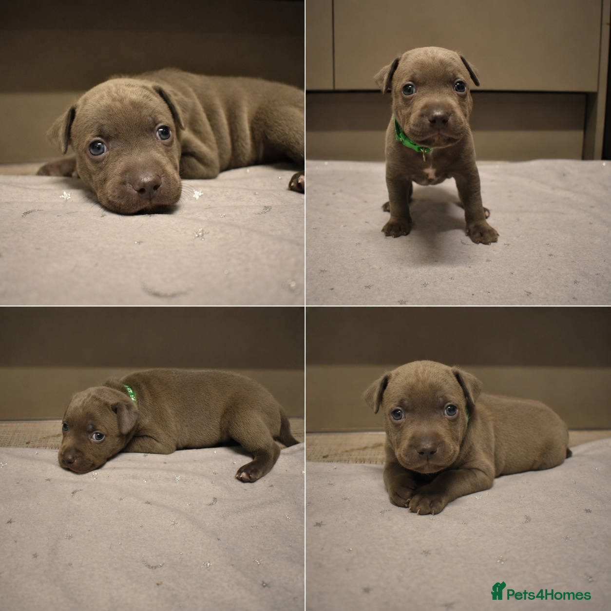 Staffordshire Bull Terrier dogs KC Staffordshire bull terrier pups  - Advert 1
