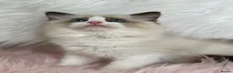 Ragdoll cats for sale: Cute chunky purring ragdoll girls - Advert 8