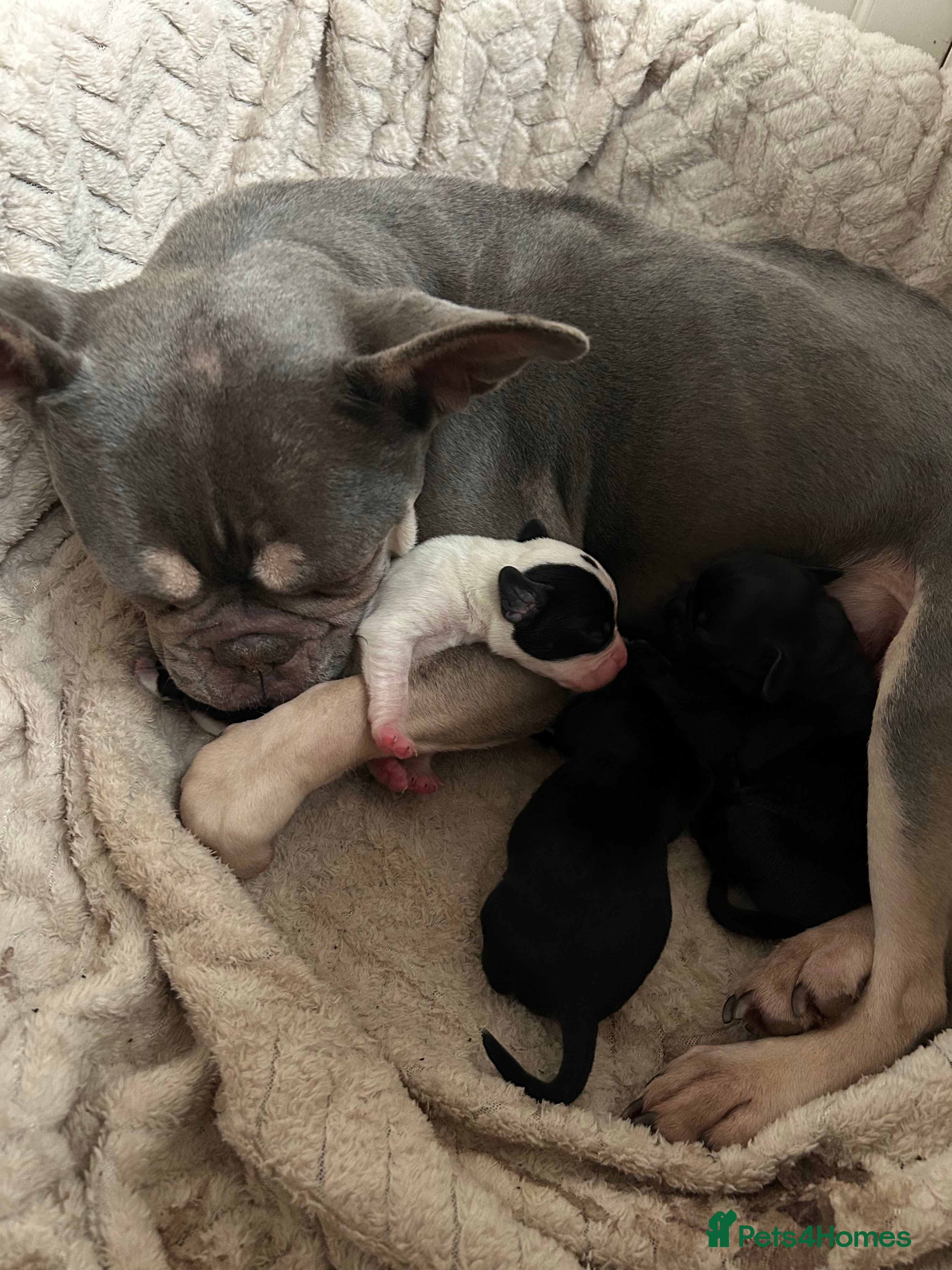 Mixed Breed dogs French bulldog x springer spaniel pups - Advert 7