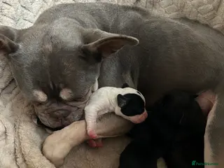 Mixed Breed dogs French bulldog x springer spaniel pups - Advert 7