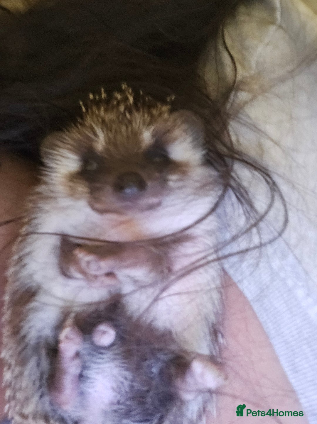 Pygmy Hedgehog rodents for sale: Chubby tame hedgehog with setup - Advert 2