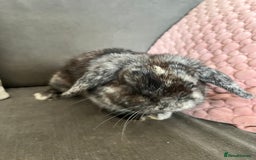 Mini Lop rabbits for sale: Beautiful Mini Lop female for sale - Image 7