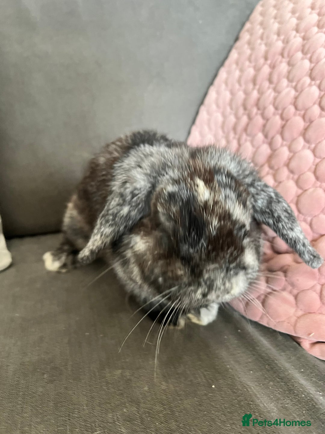 Mini Lop rabbits for sale: Beautiful Mini Lop female for sale - Image 7