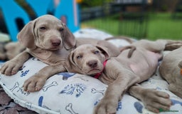 Weimaraner dogs for sale: Beautiful boy and girl looking for homes - Image 4