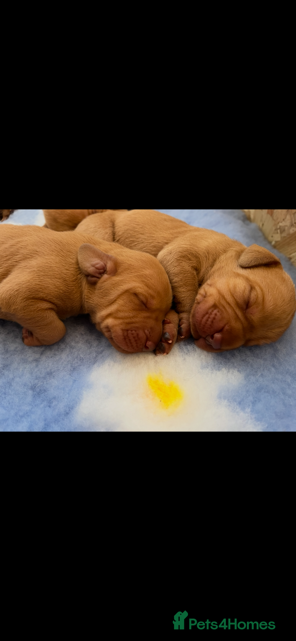 Hungarian Vizsla dogs for sale: Championship Bloodline Pedigree Hungarian Vizsla - Advert 16