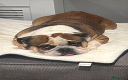 English Bulldog dogs for stud: English Bulldog Stud - Image 4