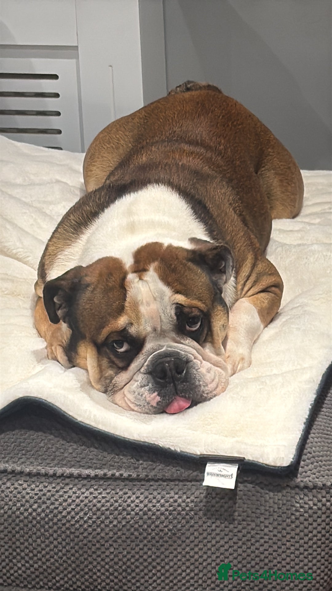 English Bulldog dogs for stud: English Bulldog Stud - Image 4