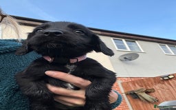 Cocker Spaniel dogs for sale: Cocker spaniel black bitch - Image 4