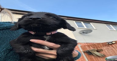 Cocker Spaniel dogs - Advert 4