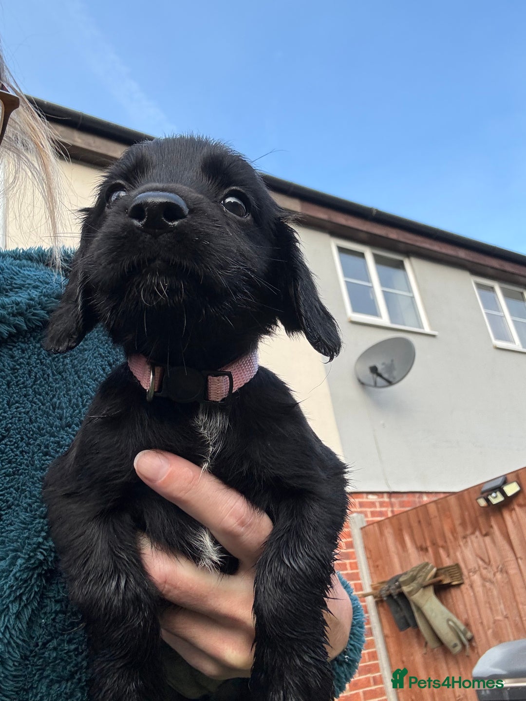 Cocker Spaniel dogs for sale: Cocker spaniel black bitch - Image 4
