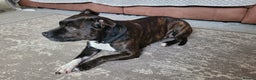 Staffordshire Bull Terrier dogs for sale: Mature Female Staffy - Advert 3