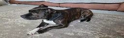Staffordshire Bull Terrier dogs for sale: Miss piggy 7 year old female staffy  - Advert 4