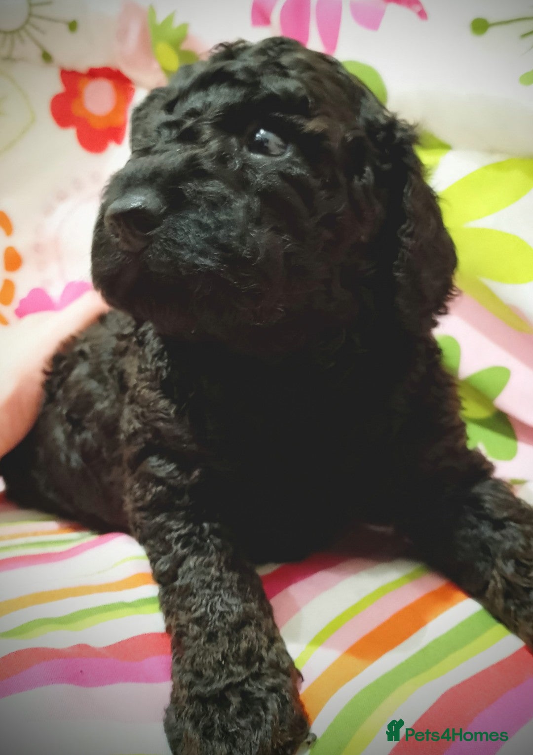 Miniature Poodle dogs Miniature Poodle Puppies - KC Registered  - Advert 9