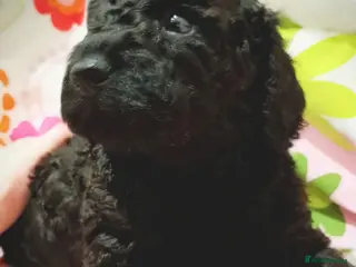 Miniature Poodle dogs Miniature Poodle Puppies - KC Registered - Advert 9