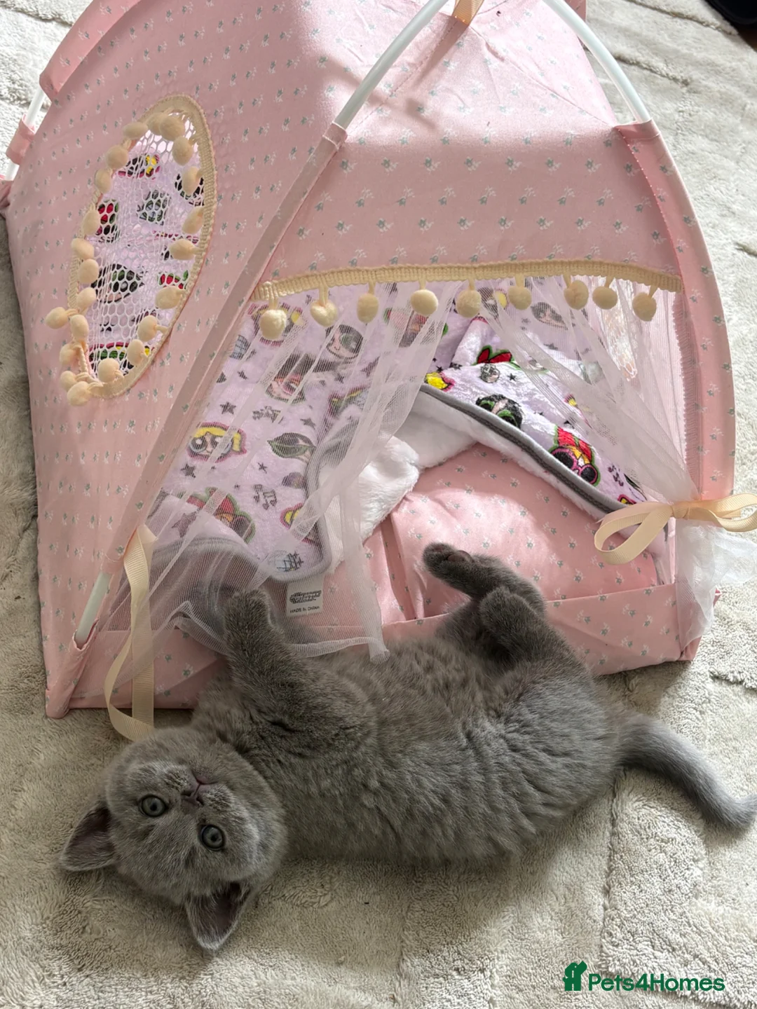 British Shorthair cats for sale: British Short Hair Kitten - Advert 2