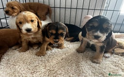 Cocker Spaniel dogs for sale: 🐾 Adorable Cocker Spaniel Puppies for Sale! 🐾  - Image 18