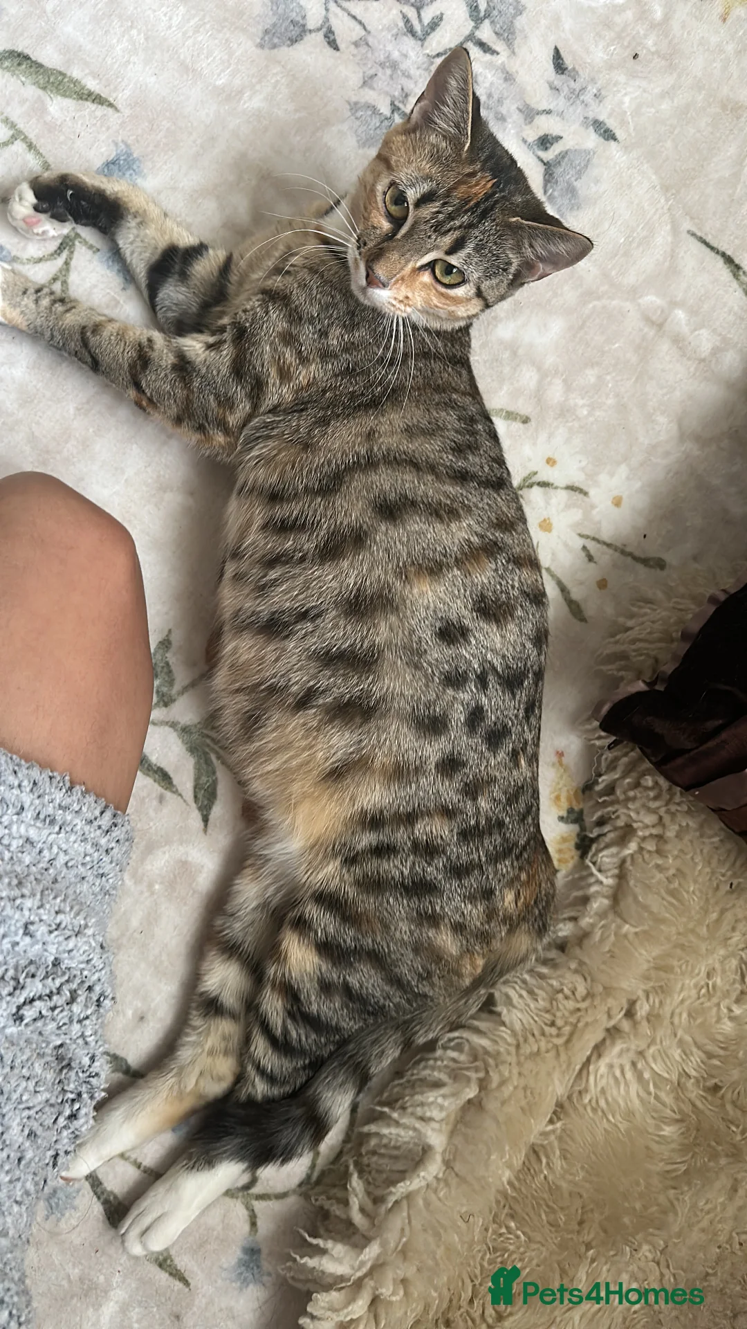 Mixed Breed cats for sale: Mixed breed (Bengal/Mainecoon/tabby) - Advert 6
