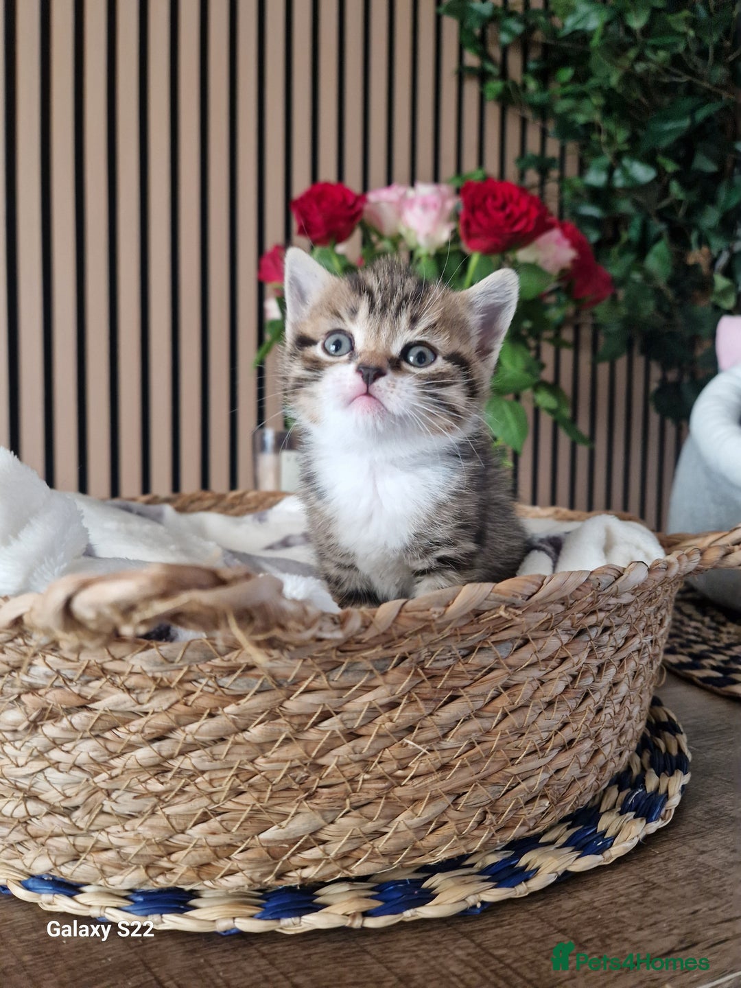 Scottish Fold cats for sale: Scotish fold/straight kittens  - Advert 10