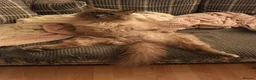 Ragdoll cats for sale: Ragdoll male - Advert 5