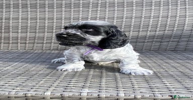 Cocker Spaniel dogs - Advert 1