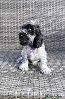 Cocker Spaniel dogs - Advert 1