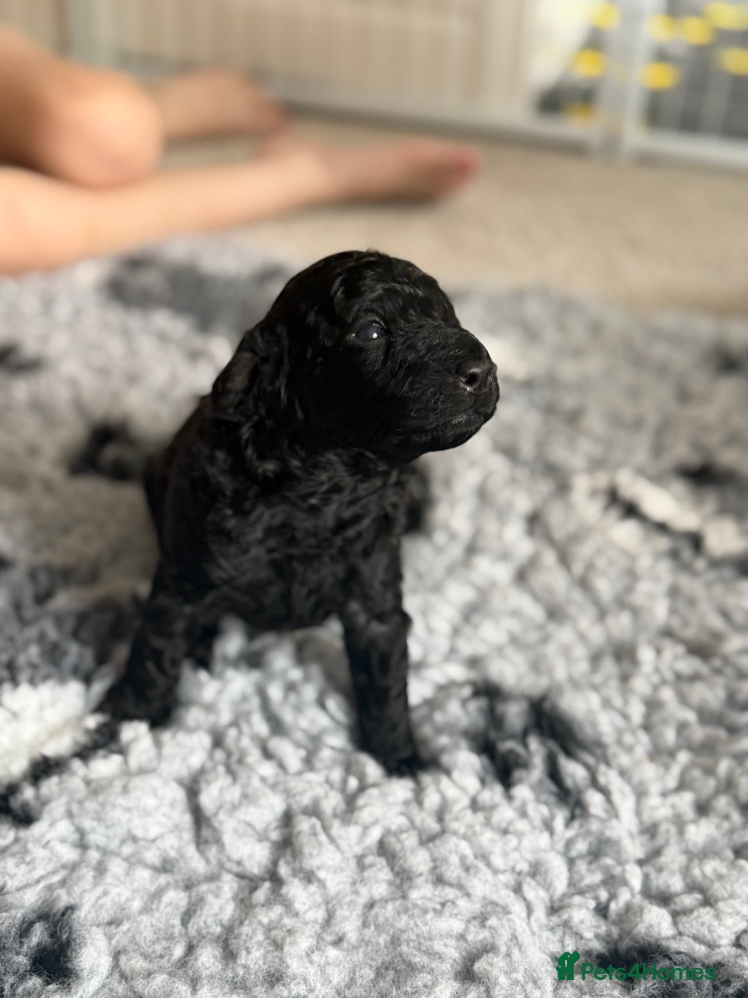 Cockapoo dogs for sale: 🐾 Beautiful F1B Cockapoos –Health Tested Parents  - Image 32