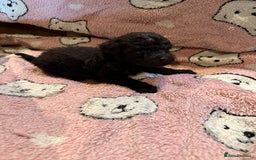 Toy Poodle dogs for sale: Exquisite Toy Poodle pups - Health tested parents - Image 19