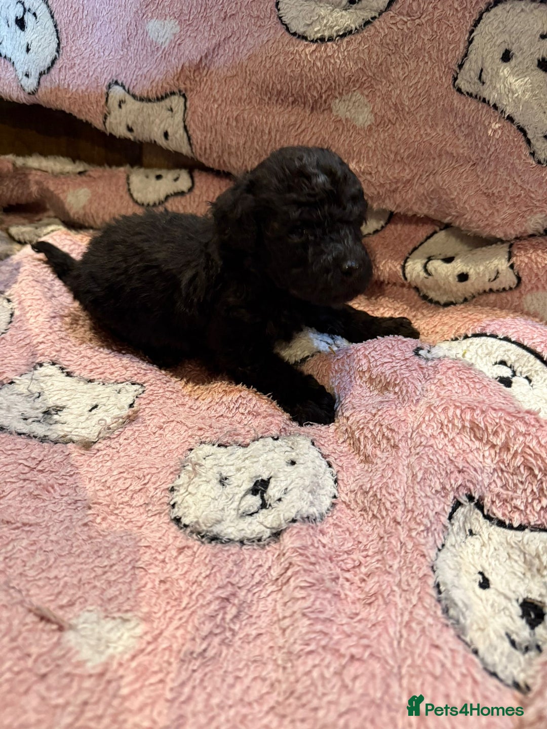 Toy Poodle dogs for sale: Exquisite Toy Poodle pups - Health tested parents - Image 19
