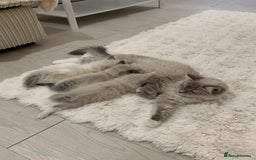 Ragdoll cats for sale: Ragdoll Kittens Male & Female - Image 3