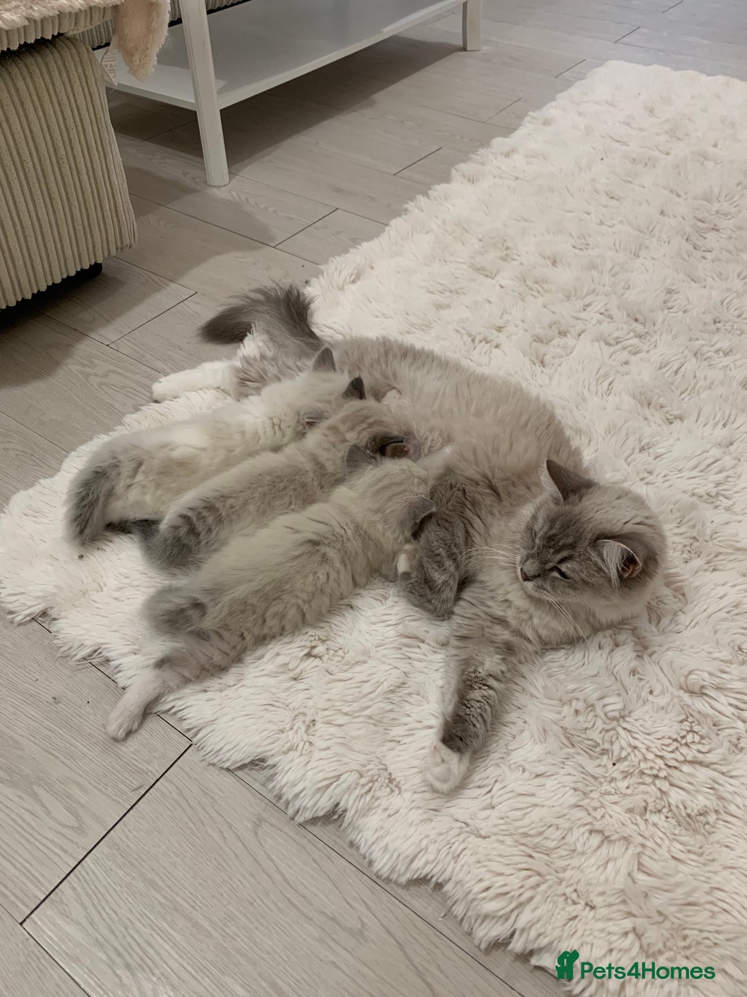 Ragdoll cats for sale: Ragdoll Kittens Male & Female - Image 3