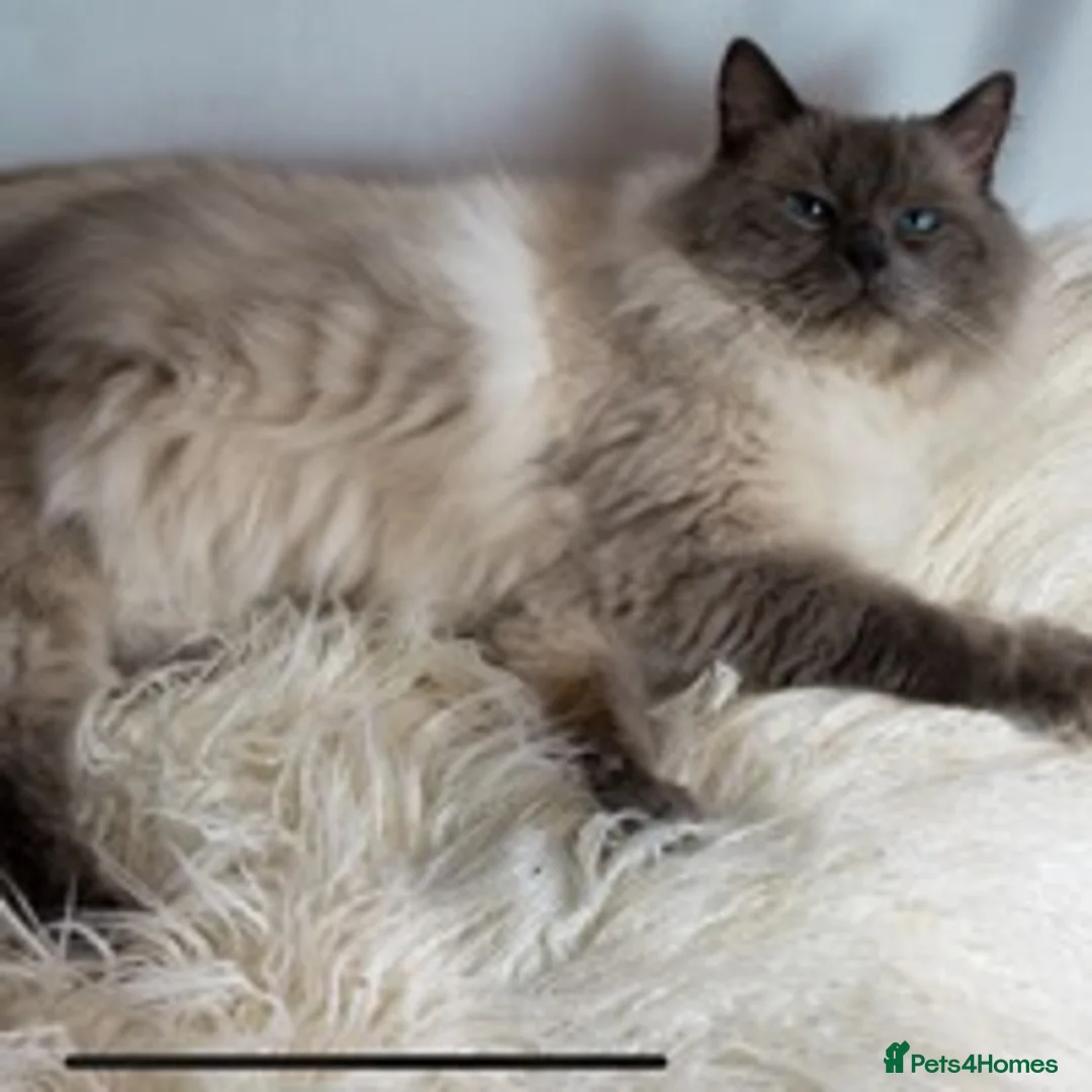 Ragdoll cats for stud: STUD Large Blue point ragdoll 100% proven stud . in Brighouse - Advert 4