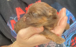 Shihpoo dogs for sale: Read the advert 5 star rated Toy shihpoo puppies - Image 18