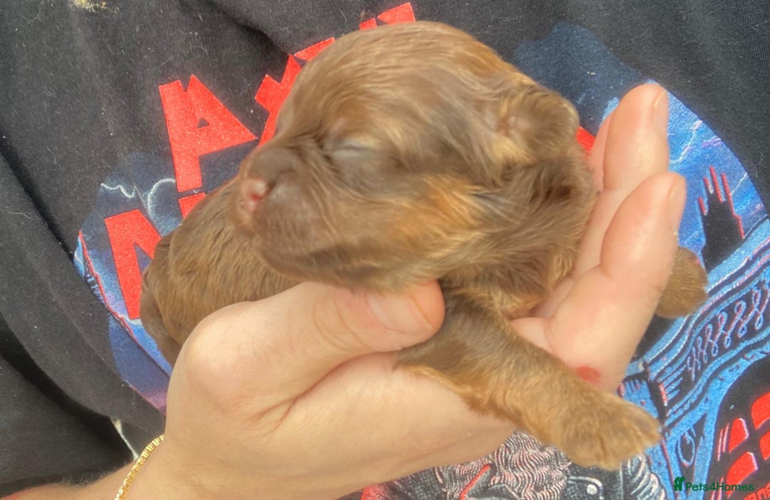 Shihpoo dogs for sale: Read the advert 5 star rated Toy shihpoo puppies - Image 18