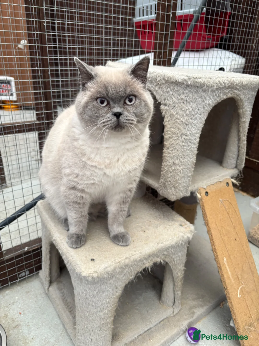 British Shorthair cats for stud: GGCF active British shorthair Blue CP  stud 2yrs - Advert 2