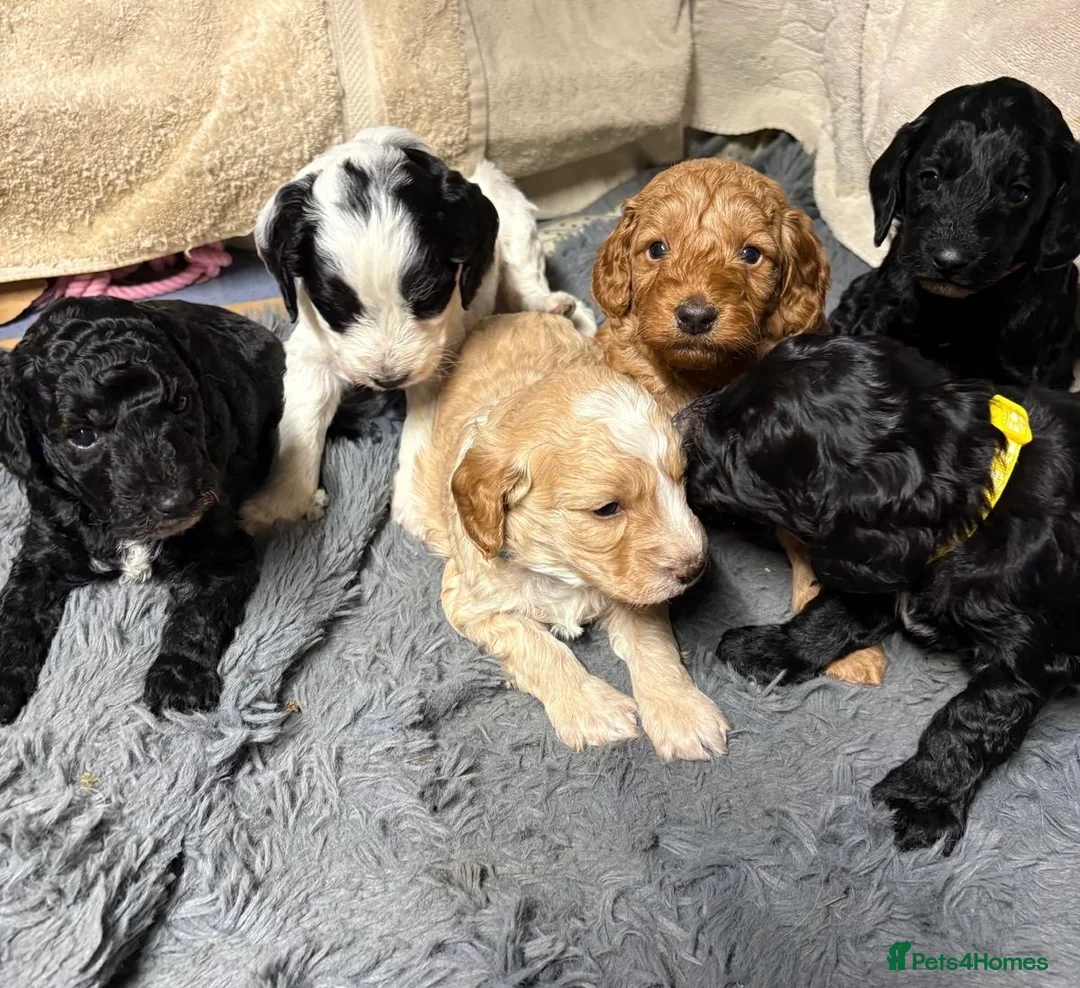 Cockapoo dogs for sale: Gorgeous Cockapoo pups 5🌟 licensed breeder  - Advert 1