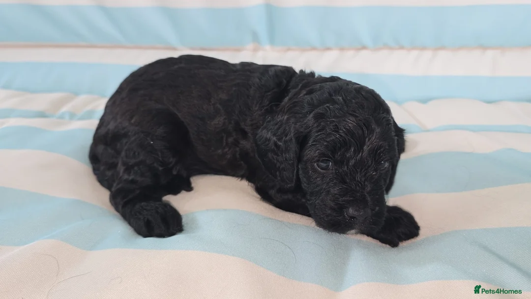 Cavapoo dogs for sale: Ready Now - 3 Girl F1 Toy Cavapoos Health Checked - Advert 33